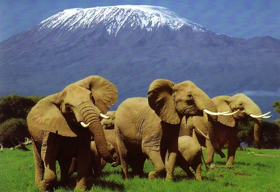 Kenya safari tours means